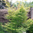 Acer palmatum 'Katsura': Bild 7/9