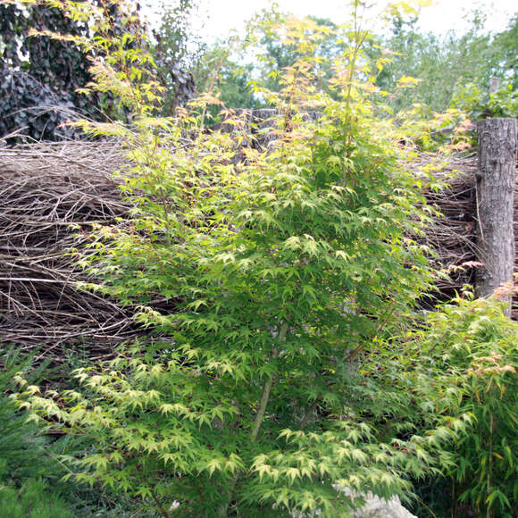 Acer palmatum 'Katsura': Bild 10/12
