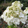 Viburnum macrocephalum 'Keteleerii': Bild 2/7