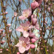 Prunus pers. 'Suncrest': Bild 2/3
