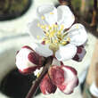 Prunus arm. 'Bergeron': Bild 2/5