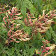 Aesculus mutabilis 'Penduliflora': Bild 3/4
