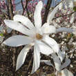 Magnolia loebneri 'Donna': Bild 3/3