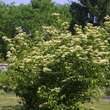 Viburnum betulifolium: Bild 4/4