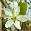 Prunus domestica 'Hanita': Bild 2/2