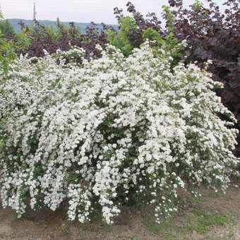 Spiraea vanhouttei: Bild 5/5