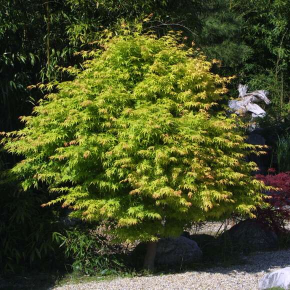 Acer palmatum 'Katsura': Bild 12/12