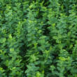 Euonymus fortunei radicans: Bild 2/2