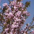 Prunus serrulata 'Asano': Bild 3/6