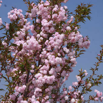 Prunus serrulata 'Asano': Bild 3/6