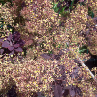 Cotinus coggygria 'Royal Purple': Bild 2/9