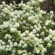 Fothergilla major: Bild 8/8