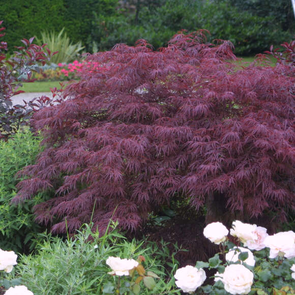 Acer palmatum 'Garnet' H125+: Bild 4/5 Acer palmatum 'Garnet' H125+: Bild 4/5