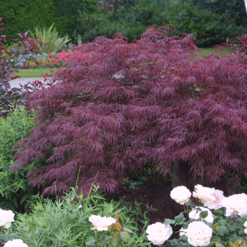 Roter Schlitzahorn (Acer palmatum 'Garnet') rot kaufen | Praskac