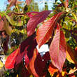 Franklinia alatamaha: Bild 2/3
