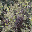 Stachyurus praecox: Bild 4/4