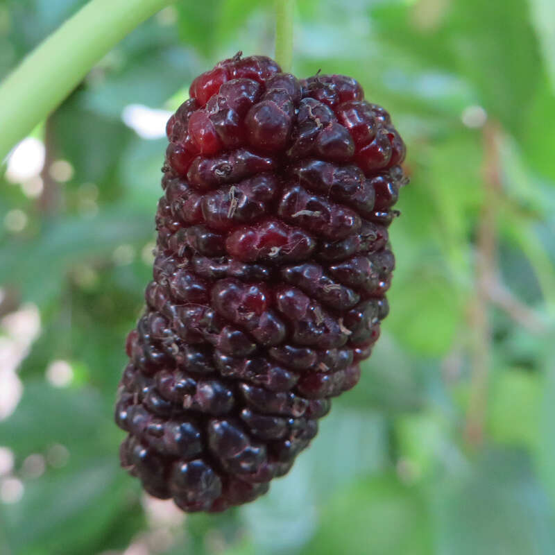 Weißer Maulbeerbaum Morus alba