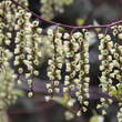 Stachyurus praecox: Bild 2/4