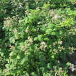 Rubus fruticosus 'Theodor Reimers': Bild 4/4