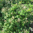 Rubus fruticosus 'Theodor Reimers': Bild 4/4