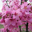 Prunus 'Collingwood Ingram': Bild 4/10