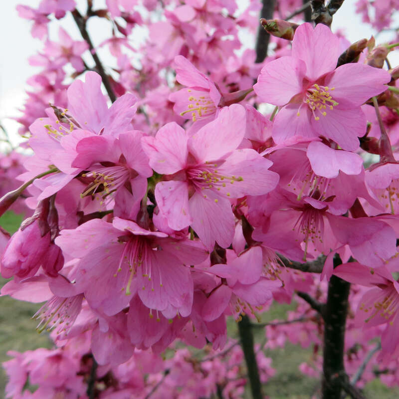 Zierkirsche - Prunus 'Collingwood Ingram' - rosa