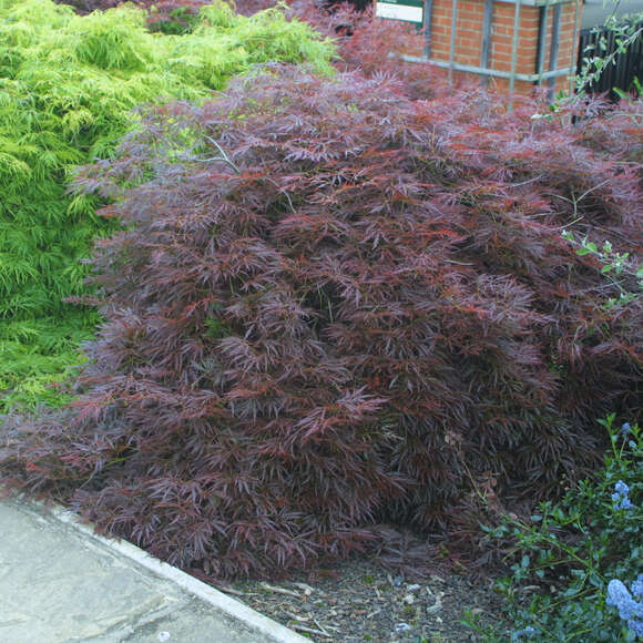 Acer palmatum 'Garnet' H125+: Bild 5/5 Acer palmatum 'Garnet' H125+: Bild 5/5