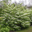 Viburnum plicatum tomentosum: Bild 5/6