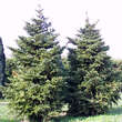 Picea polita: Bild 7/9