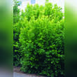Corylus avellana 'Aurea': Bild 2/2