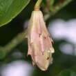 Magnolia sieboldii: Bild 3/3