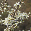 Prunus spinosa: Bild 2/7