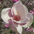 Magnolia soulangeana 'Rustica Rubra': Bild 3/5