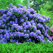 Rhododendron Hybride - violett PG2: Bild 2/2