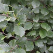 Alnus viridis: Bild 2/3