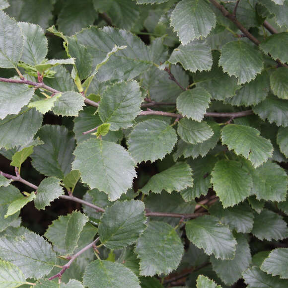Alnus viridis: Bild 2/3