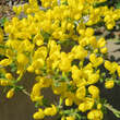 Cytisus decumbens: Bild 2/2