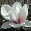 Magnolia sieboldii: Bild 2/3