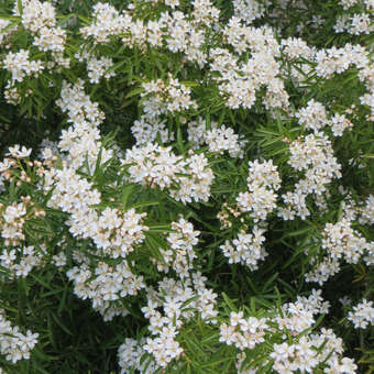 Choisya 'Aztec Pearl'