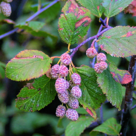 Alnus viridis: Bild 3/3