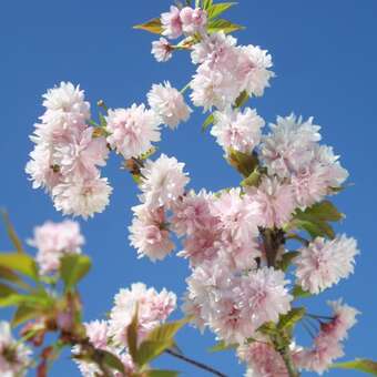Prunus serrulata 'Asano': Bild 6/6