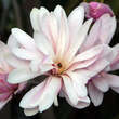 Magnolia stellata keiskei: Bild 5/9