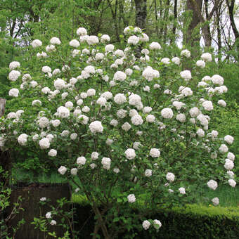 Viburnum carlcephalum: Bild 5/5