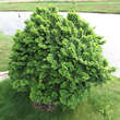 Ulmus minor 'Jacqueline Hillier': Bild 5/6