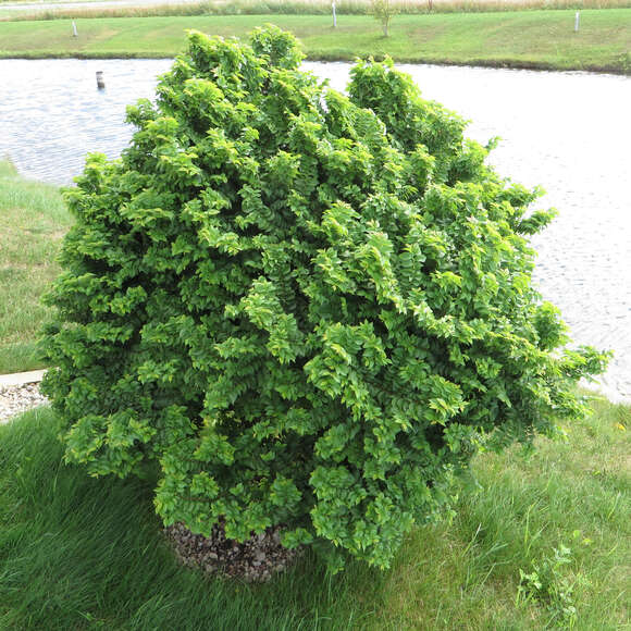Ulmus minor 'Jacqueline Hillier': Bild 5/6 Ulmus minor 'Jacqueline Hillier': Bild 5/6