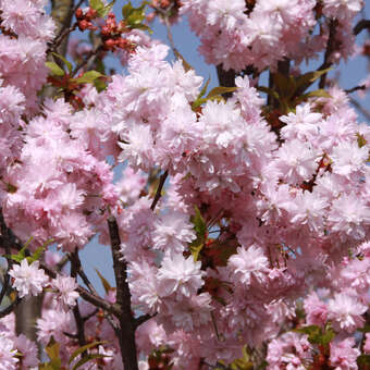 Prunus serrulata 'Asano': Bild 2/6