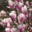 Magnolia soulangeana 'Alexandrina': Bild 3/5