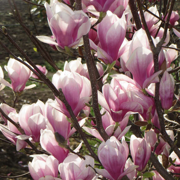 Magnolia soulangeana 'Alexandrina': Bild 3/5 Magnolia soulangeana 'Alexandrina': Bild 3/5