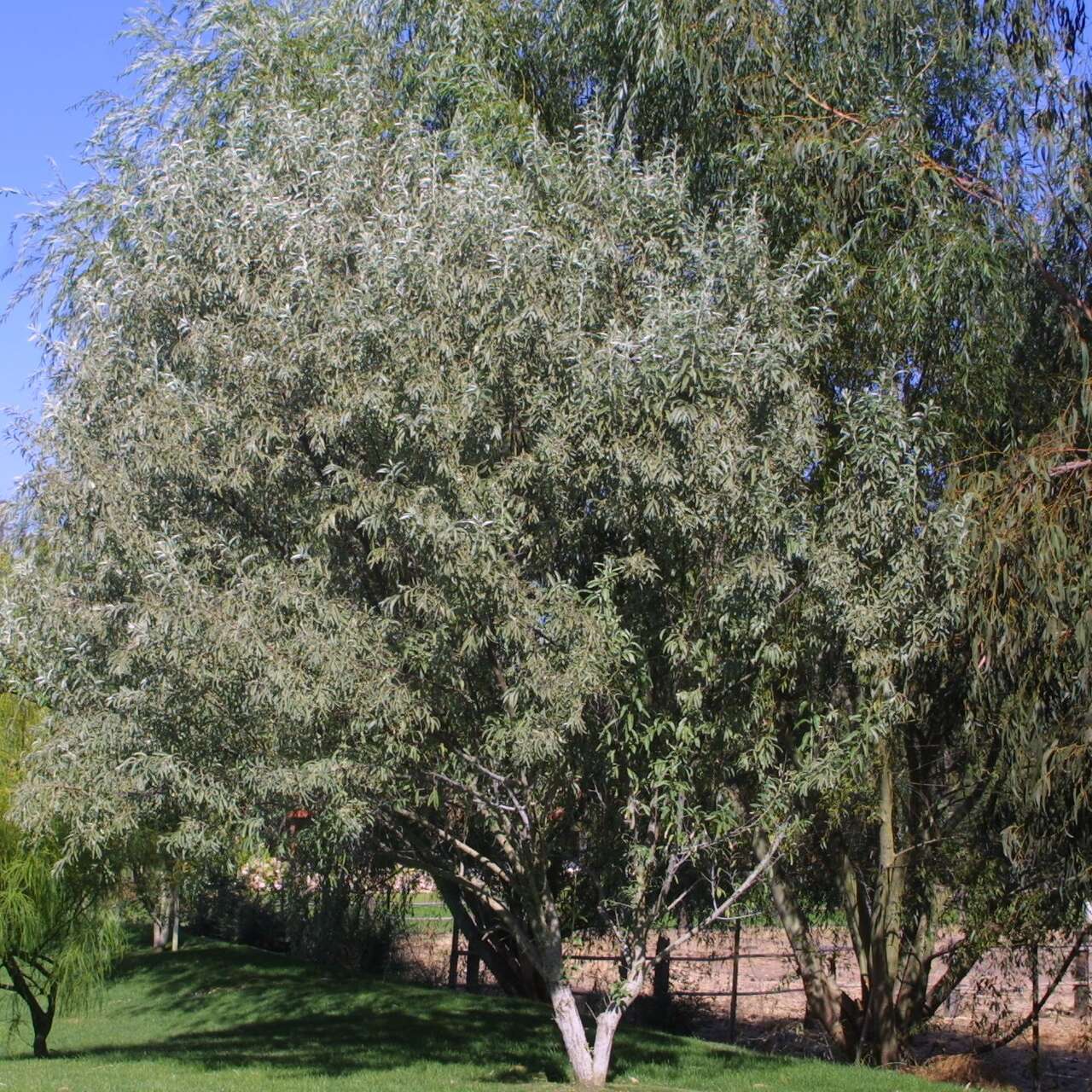 Schmalblättrige Ölweide Elaeagnus angustifolia 100/150