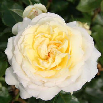 Rose 'Tchaikovski'